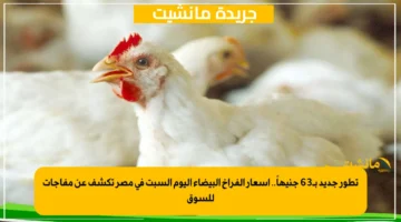 تطور جديد بـ63 جنيهاً.. أسعار الفراخ البيضاء اليوم السبت في مصر تكشف عن مفاجآت للسوق 1